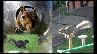 Top 12 Squirrel Obstacle Courses [upl. by Nicholl975]