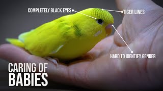 4 Week Old Budgie  How to Feed Baby Budgies [upl. by Nosiram]