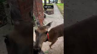 The beautiful act of two men trying to rescue a poor deer from a busy street deer babydeer short [upl. by Cryan]