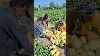 Melon Harvesting Time shorts satisfying shorts [upl. by Mountford]