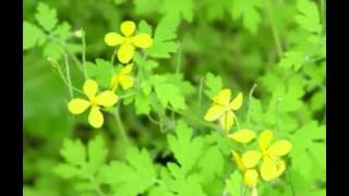 Celandine Herb Benefits [upl. by Sidnarb]