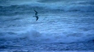 Vídeo capta momento em que gaivota é levada por tempestade [upl. by Loralyn]