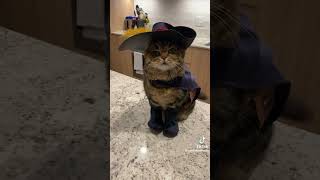 Funny Cat Dressed As Puss In Boots shrek cat funny [upl. by Geer]