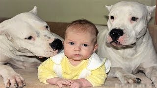 DOGO ARGENTINO DOG BABYSITTER  Dog loves Baby Videos [upl. by Okiron]