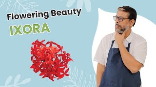 What to check before buying Ixora Ixora Plant Explained [upl. by Nainatrad]