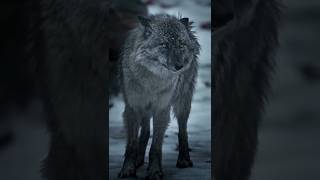 why man should live like wolfvira shorts youtubeshorts animals🐺🦊🐎🐺🐅🐆 [upl. by Damaris]