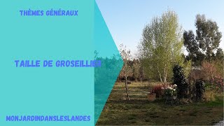 Comment tailler les groseilliers  Monjardindansleslandes [upl. by Goss990]