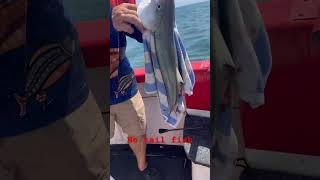 Fish 🐟 with no tail SHARK ATTACK [upl. by Anirual]