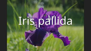 Iris pallida [upl. by Koeppel427]