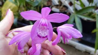 Bletilla Striata in bloom [upl. by Atiniuq]