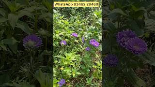 My mini Aster flower garden started blooming flowergarden asters ytshorts shorts [upl. by Courtund]