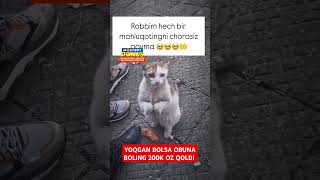 YOQGAN BOLSA OBUNA BOLING 200K OZ QOLDI 👍❤️ shorts tiktok reels funny istagram rek like 1m [upl. by Jurgen]