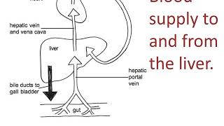 Liver structure and function [upl. by Nic]