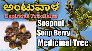 ಅಂಟುವಾಳ Sapindus Trifoliatus South Indian Soapnut [upl. by Niamjneb]