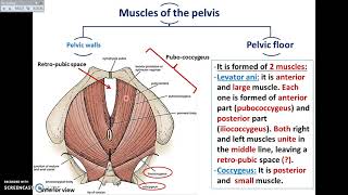 EVERYTHING You Need to Know About Pelvic Motion  Explained in 5 Minutes Crash Course [upl. by Ferrand]