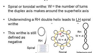 DNA Supercoiling 2  Writhe [upl. by Aztirak]