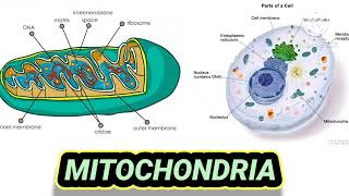 mitochondria  neet cell biology [upl. by Nnoryt]