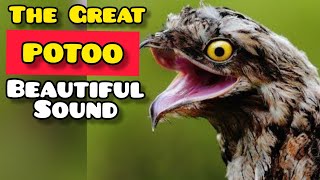 POTOO BIRD HAUNTINGLY BEAUTIFUL SOUND [upl. by Aizek]