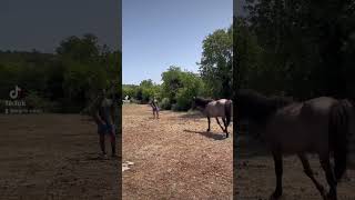 Horse neighing [upl. by Janie]