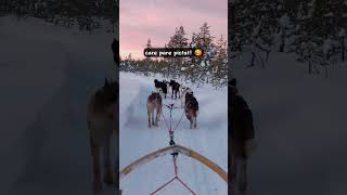 🐺 In Laponia cu sania trasa de husky lapland winter shorts travel snow winterwonderland [upl. by Ybot]