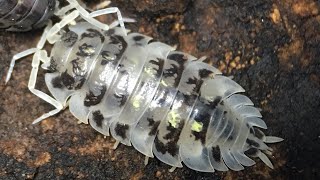 Oniscus asellus Isopod Care Guide [upl. by Velda]