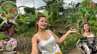 Ipasyal ko kayo sa buong Farm ko ☺️ Thessalonica Farm Tour 2022❤️ [upl. by Hoppe]