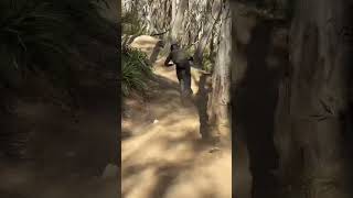 Thredbo Cannonball Shredding dhmtb mtb thredbo downhill [upl. by Nikolai]