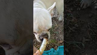 Frenchie Vs Sardinefrenchiesardinespicnicparkfishdogdogvideosfrenchieseatingfyp [upl. by Wentworth]