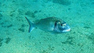 Orate della Gaiola Sparus aurata Gilthead breams [upl. by Stephan]