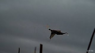 Quick Hitting Public Land  SD Pheasant Hunting [upl. by Kilmarx]