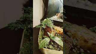 Moss Garden update  nature mossgarden shorts trending viral ytshorts plants [upl. by Wicks]