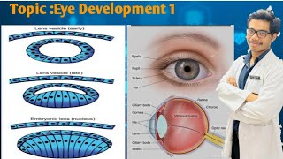 Eye Development  What Is Optic Vesicle and Optic Cup  What Is Lens Vesicle [upl. by Isadora]