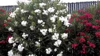 Nerium oleander [upl. by Erich]