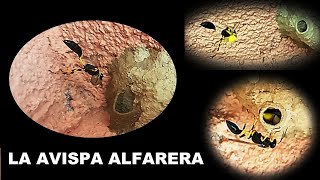 AVISPA ALFARERA construyendo su NIDO [upl. by Kali]