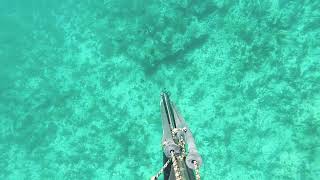 lobster catching caye caulker [upl. by Refinney675]