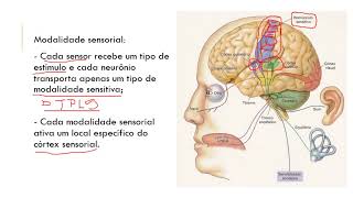 Fisiologia aula 8 caracteristicas das vias aferentes e vias eferentes com audio 3 [upl. by Alled]