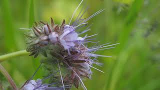 Phacelia tanacetifolia [upl. by Waverley355]