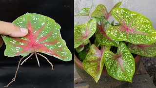 Tips for propagating Caladium Bicolor plants with leaves in water [upl. by Chloe]