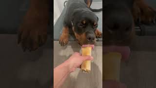 Boaz Rottweiler Puppy amp His Daily Frozen Treat 💕😊🐾 6 months rottie [upl. by Giguere395]