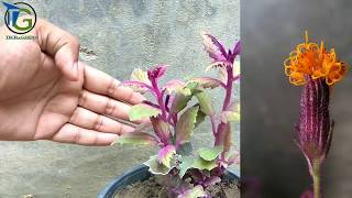 Purple Passion Plant Care Tips For Growing Purple Passion Houseplants [upl. by Aidil]