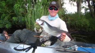 Backwater Fly Fishing Baby Tarpon [upl. by Greta32]