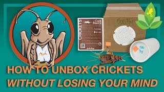 How to unbox crickets without losing your mind [upl. by Einrae]