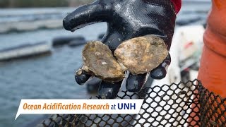 UNH Ocean Acidification Research [upl. by Goldenberg]