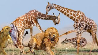 Giraffe kills lions by kicking GIRAFFE KICK LION TO DEATH LION DEFEATED BADLY [upl. by Crista]