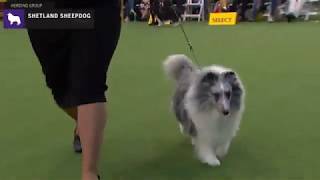 Shetland Sheepdogs  Breed Judging 2020 [upl. by Mandell]