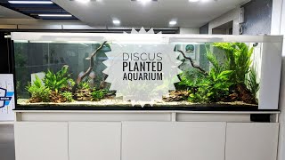 A Discus planted Aquarium in Chennai  Wall divider Aquarium Amazon Forest themed aquarium [upl. by Eelyah785]