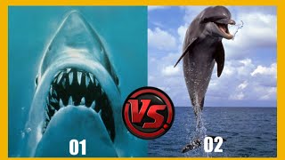 The Hidden Battle Sharks vs Dolphins Underwater Rivalry Revealed [upl. by God]