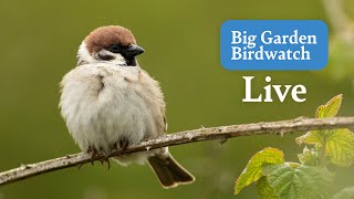 Big Garden Birdwatch Live 2024  Bird Feeders From Across The UK  Sunday [upl. by Trawets569]