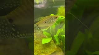 Discover The Stunning Beauty Of Lavender Gourami Fish [upl. by Beaver]