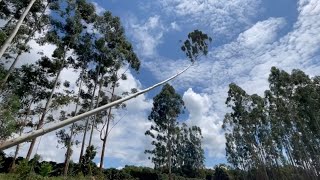 DERRUBANDO EUCALIPTO SÓ NA FORÇA DO GUINCHO A BATERIA [upl. by Cralg]